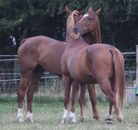 Фото грумминга двух рыжих лошадей