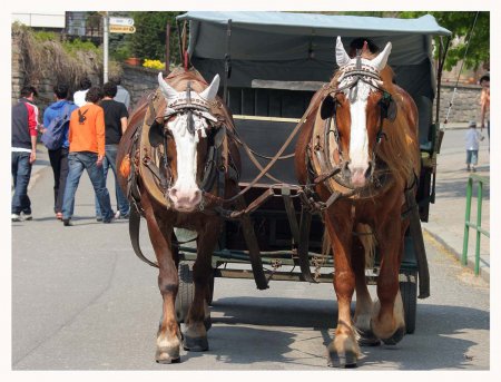 Фото двух тяжеловозов рыжей масти