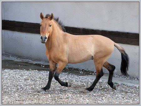 Фото лошади Пржевальского