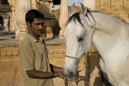 Фото лошади породы катхиавари серой масти