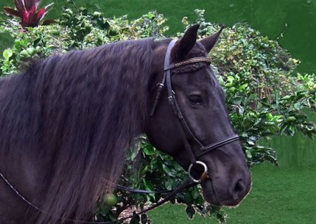 Фото лошади канадской породы вороной масти