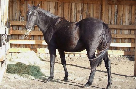 Фото лошади канадской породы вороной масти