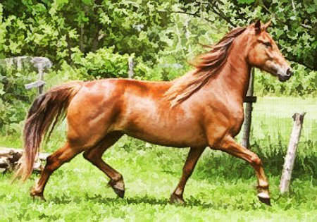 Фото лошади канадской породы рыжей масти