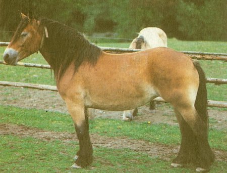 Северо-шведская порода лошадей: фото, описание, история происхождения