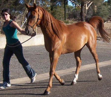 Фото англо-арабской лошади рыжей масти