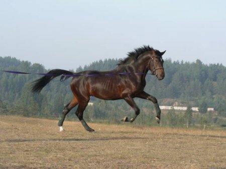 Фото англо-арабской лошади бурой масти
