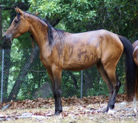 Фото англо-арабской лошади гнедой масти