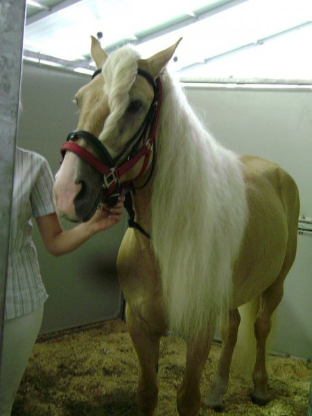 Башкирская порода лошадей: фото, описание, история происхождения