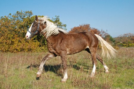 Утята башкирской породы описание фото