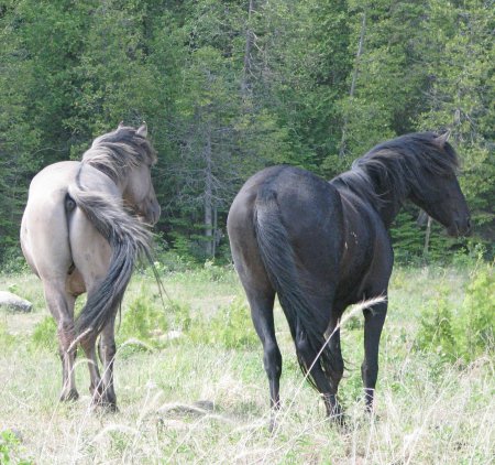 Фото двух лошадей породы соррайа