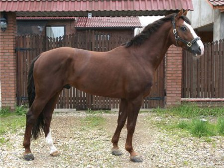 Фото лошади голландской теплокровной породы рыжей масти