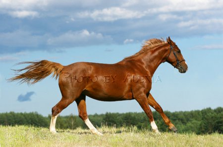 Голландская теплокровная порода лошадей: фото, описание, история породы