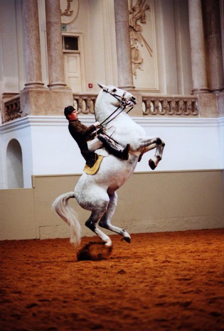 Лошадь делает трюки