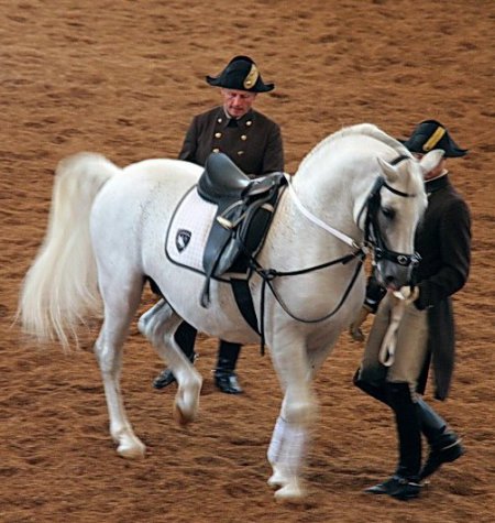 Лошадь учится делать трюки