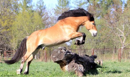 Лошади белорусской упряжной породы: фото, описание, история происхождения