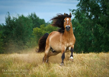 Фото лошади белорусской упряжной породы гнедо-саврасой масти