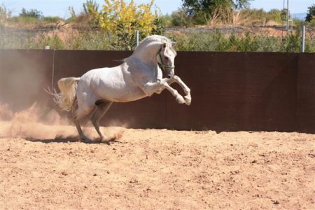 Лошадь для корриды