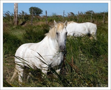 Две белые лошади