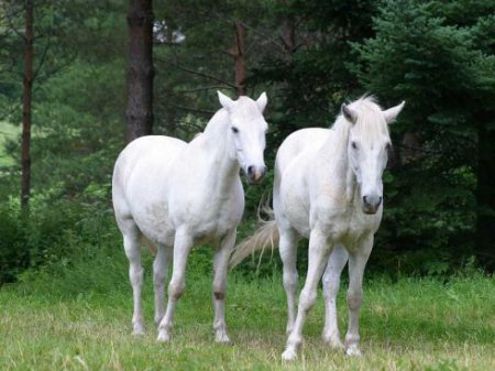 Две белых лошади