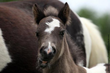 Фото жеребенка дартмурского пони