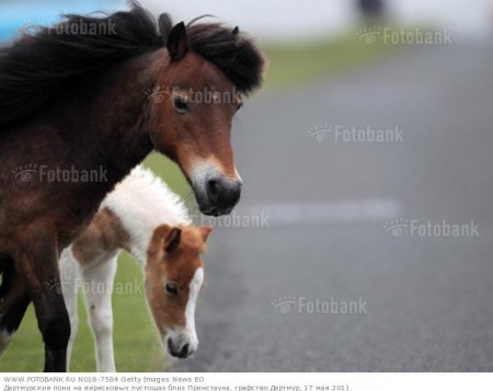 Фото дартмурского пони