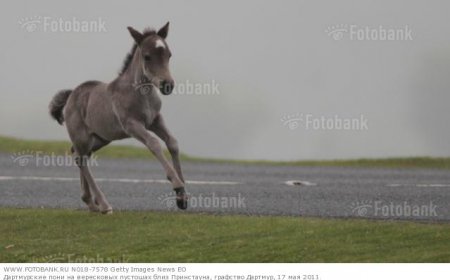 Фото жеребенка дартмурского пони