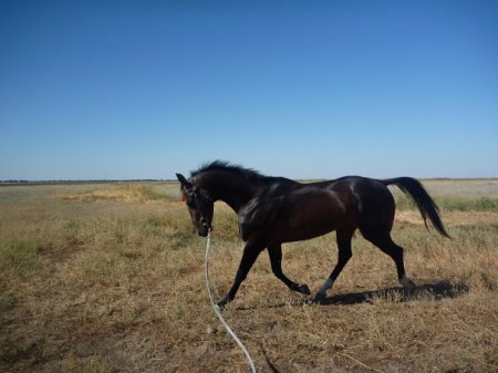 Фото работы лошади на корде
