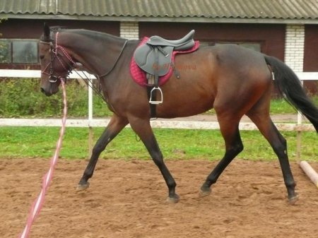 Фото работы лошади на корде