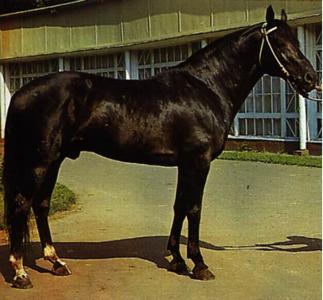 Адаевская порода лошадей: фото, описание, история происхождения