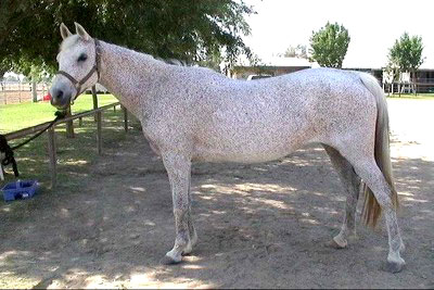 Абиссинская порода лошадей: фото, описание