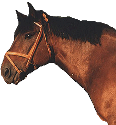 Жмудская порода лошадей: фото, описание, история происхождения
