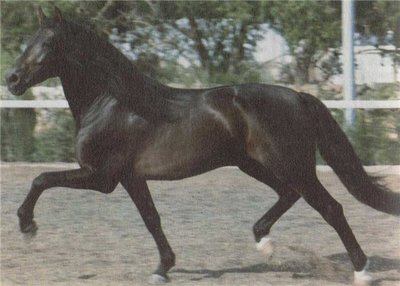 Чистокровная испанская порода лошадей: фото, описание, история породы