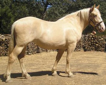 Американская кремовая порода лошадей