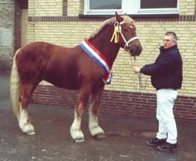 Шлезвингская порода лошадей (Schleswiger): фото, описание, история происхождения