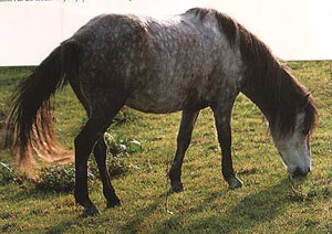 Боснийский пони (Боснийская горная лошадь): фото, описание, история происхождения