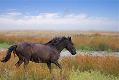 Дунайская порода лошадей (Дунай): фото, описание, история происхождения
