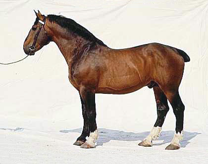 Порода лошадей нормандский коб: фото, описание, история происхождения.