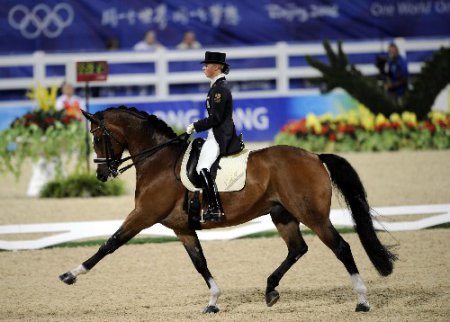 Выездка на лошади гнедой масти