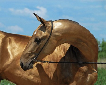 Фото лошади ахалтекинской породы золотисто-буланой масти