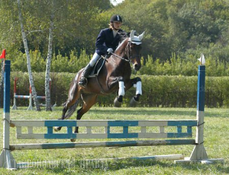Лошадь перепрыгивает через препятствие