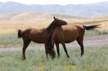 Две лошади Адаевской породы