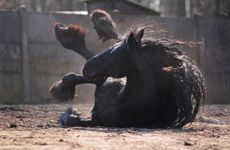 Фото лошади фризской породы