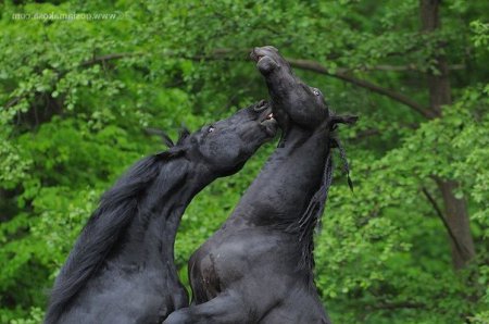 Фото двух дерущихся лошадей