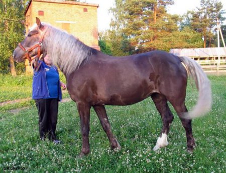 Фото лошади игреневой масти