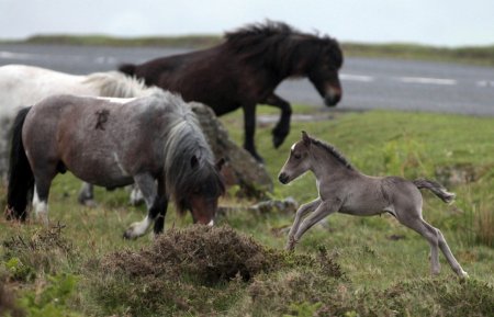 Фото дартмурскх пони