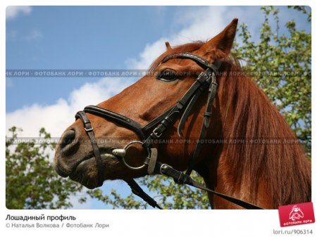 Профиль лошади рыжей масти