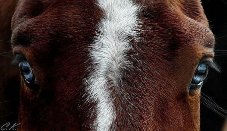 Фото глаз лошади