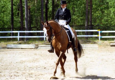 Фото соревнований по выездке