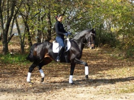 Фото тренировки лошади караковой масти