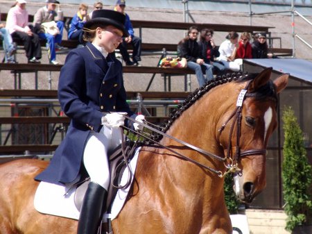 Фото соревнований по выездке